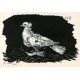 Le gros pigeon (The Fat pigeon) (2.2.1947)