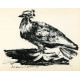 Pigeon at ses petits (Pigeon and its little ones) (19.3.1947)