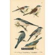 Atlas ptáků XIV