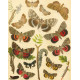 Bryophila, Dipthera, Agrotis, Panthea, Moma - Atlas motýlů střední Evropy, tab. 33