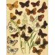 Bryophila, Dipthera, Agrotis, Panthea, Moma - Atlas motýlů střední Evropy, tab. 33